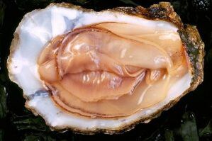 Oyster é um poderoso estimulante do impulso sexual